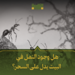 هل وجود النمل في البيت يدل على السحر