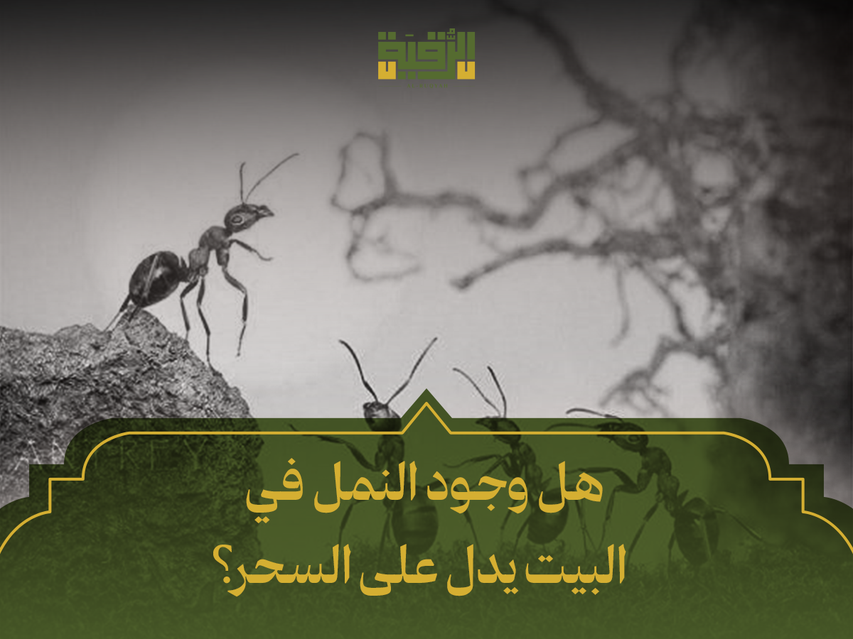 هل وجود النمل في البيت يدل على السحر