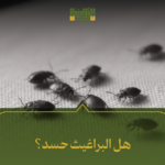 هل البراغيث حسد