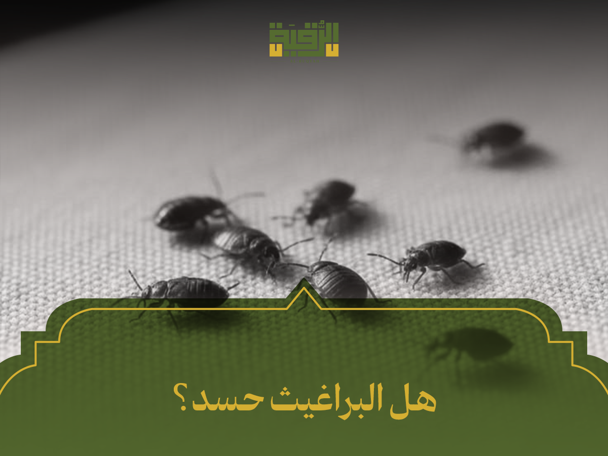 هل البراغيث حسد