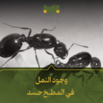 وجود النمل في المطبخ حسد